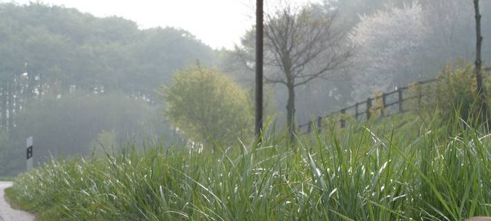 KREIS: Wildunfall-Gefahr