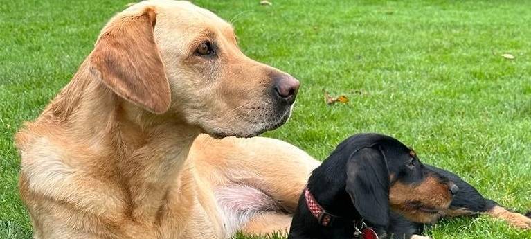 OTTMARSBOCHOLT: Pläne für Hundewiese