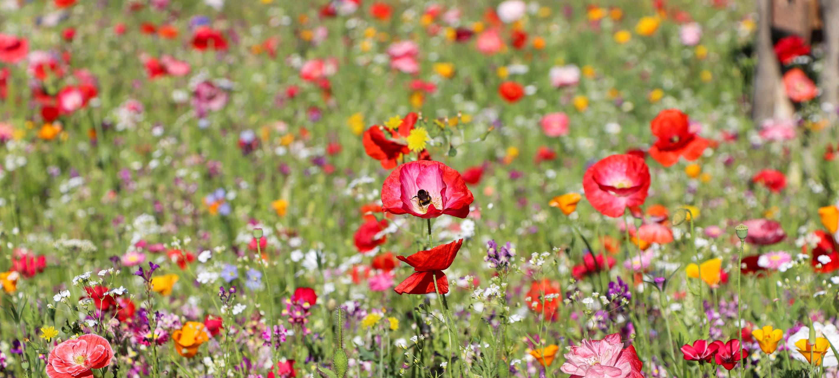 SENDEN: Aktion "Abpflastern"