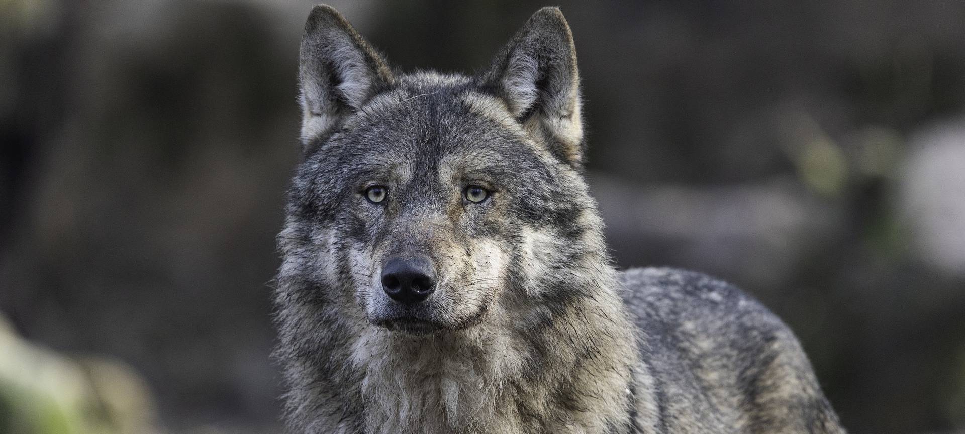 Wünsche der Landwirte für Wolf-Jagdgesetz