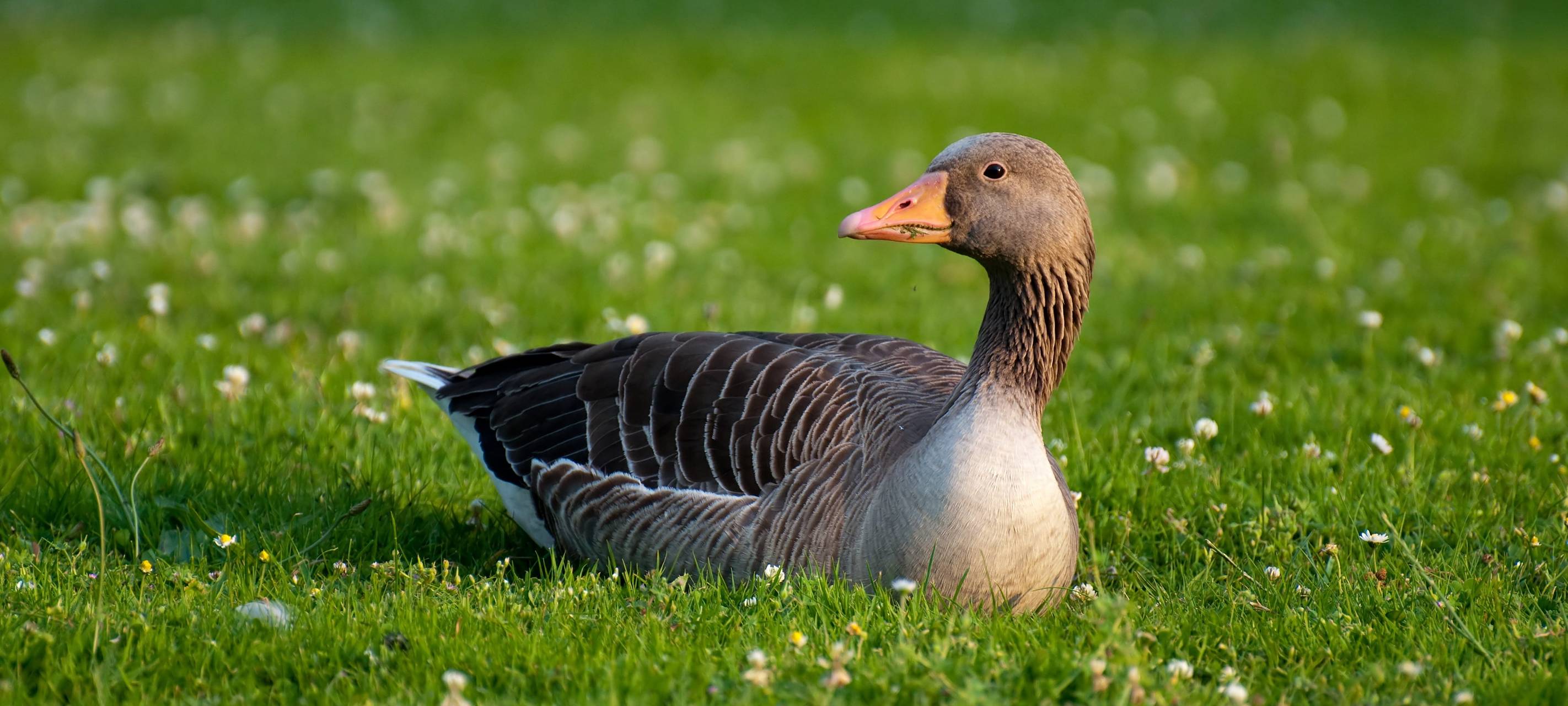 KREIS: Aufstallpflicht wird aufgehoben