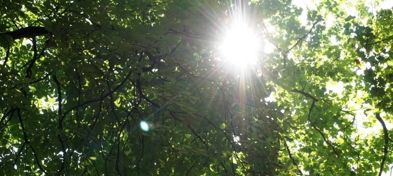 HAVIXBECK: Neuer Ruhewald