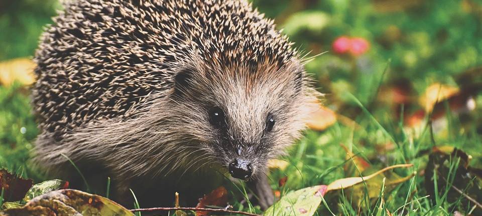 KREIS: Mähroboter-Einsatz beschränken
