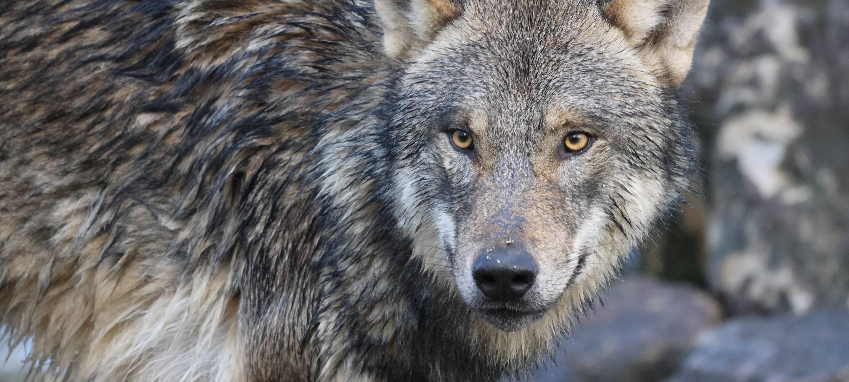 MÜNSTER: Neues Leben im Wolfsgehege