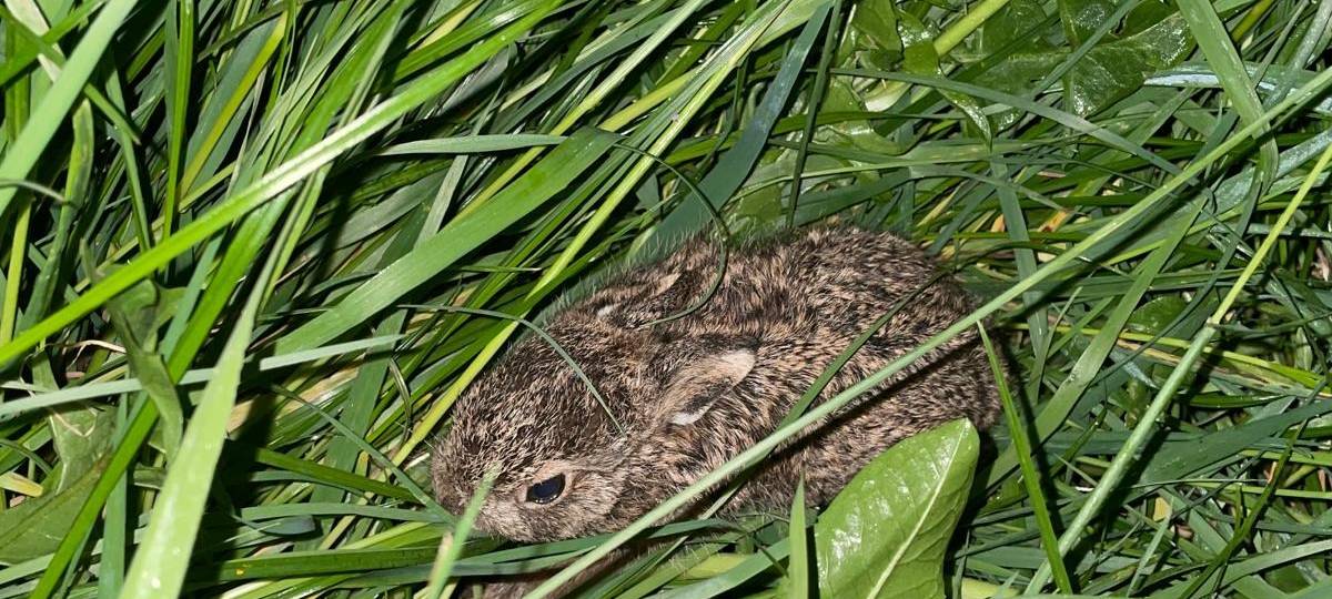 KREIS: Kitzrettungs-Saison läuft an
