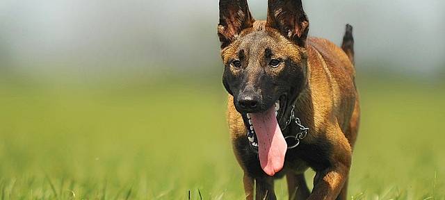 NORDKIRCHEN: Fläche für Hundewiese gesucht