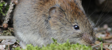 KREIS: Vorsicht vor dem Hantavirus